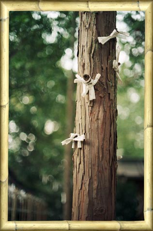 Cedar Tree and Fortunes