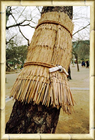 Straw Tree Fortune